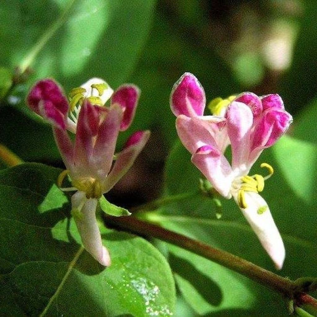 Lonicera tatarica Rosea - Chèvrefeuille de Tartarie