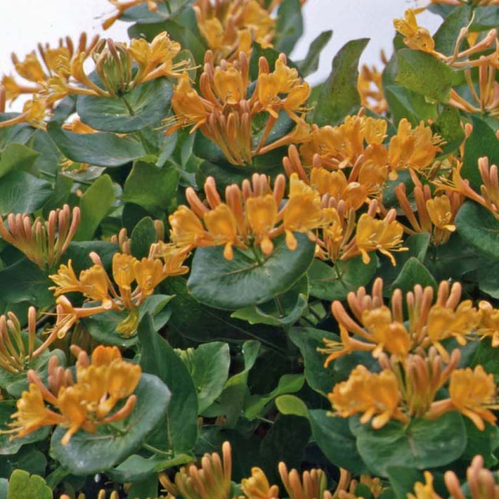 Chèvrefeuille de Tellman - Lonicera tellmaniana