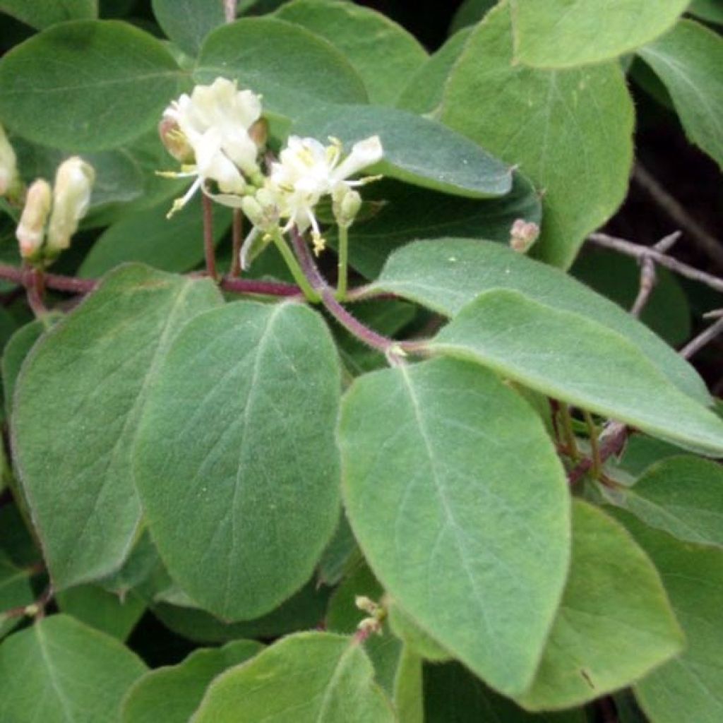 Lonicera xylosteum - Chèvrefeuille des haies