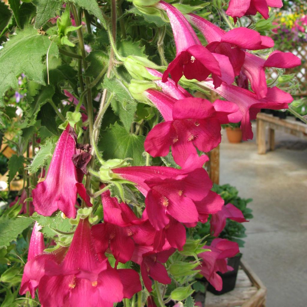 Lophospermum scandens Rosea