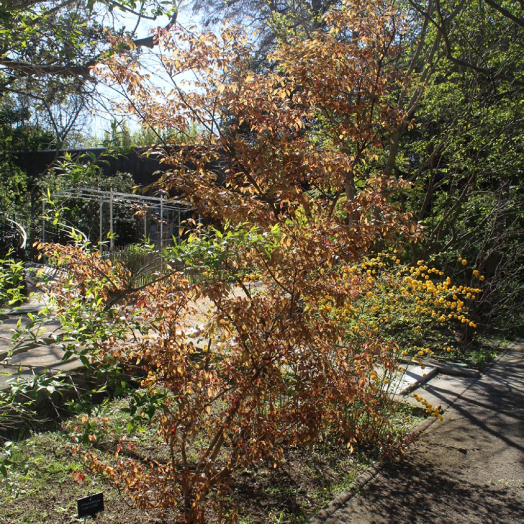 Loropetalum chinense - Loropetalo