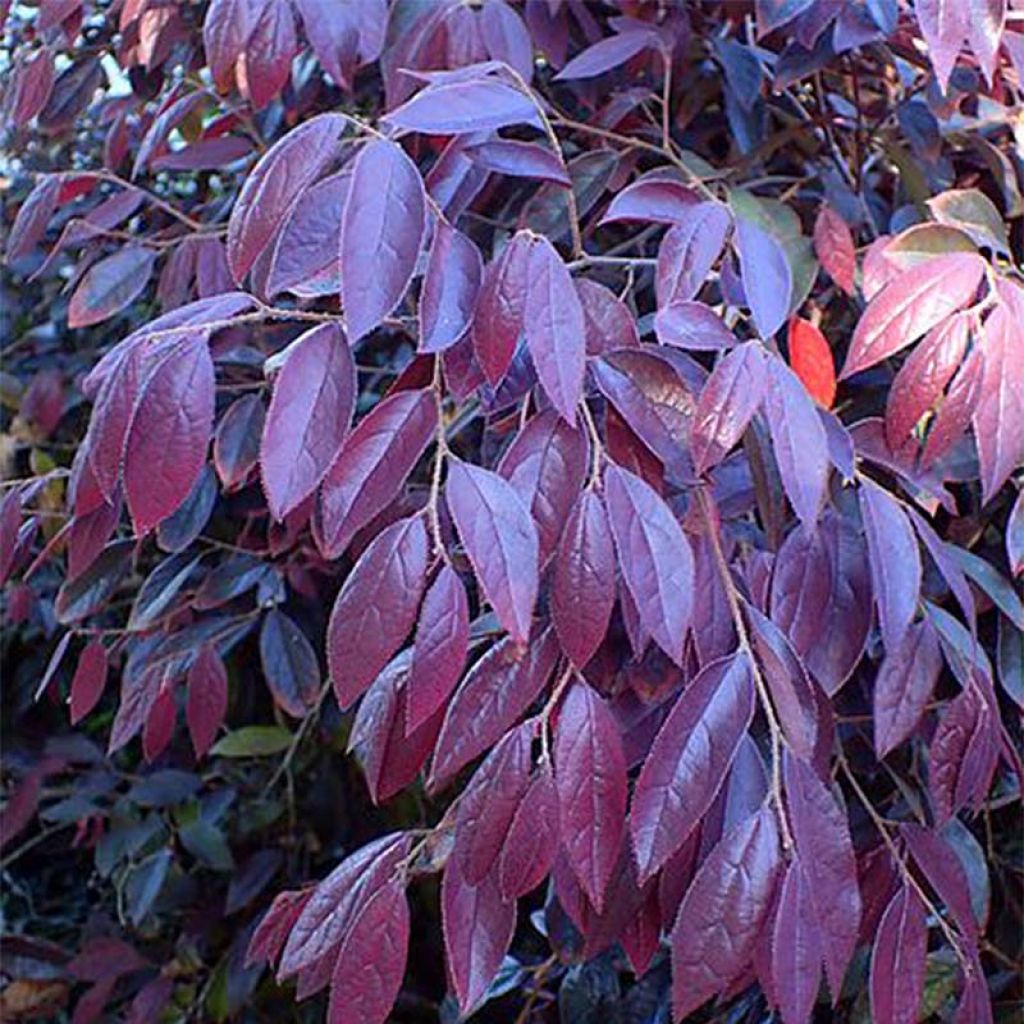 Loropetalum chinense Pipa's Red