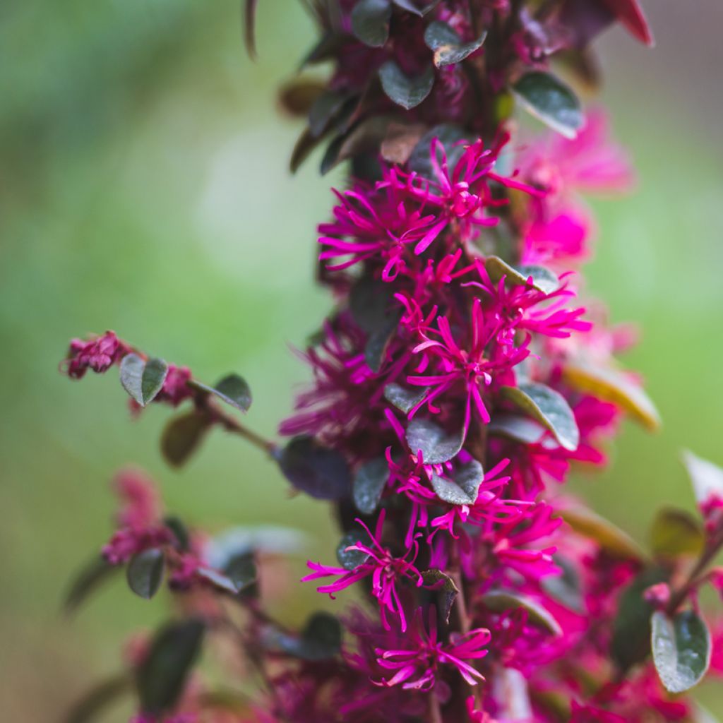 Loropetalum chinense Rose in Black - Loropetalo