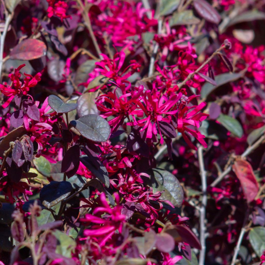 Loropetalum chinense Rose in Black - Loropetalo