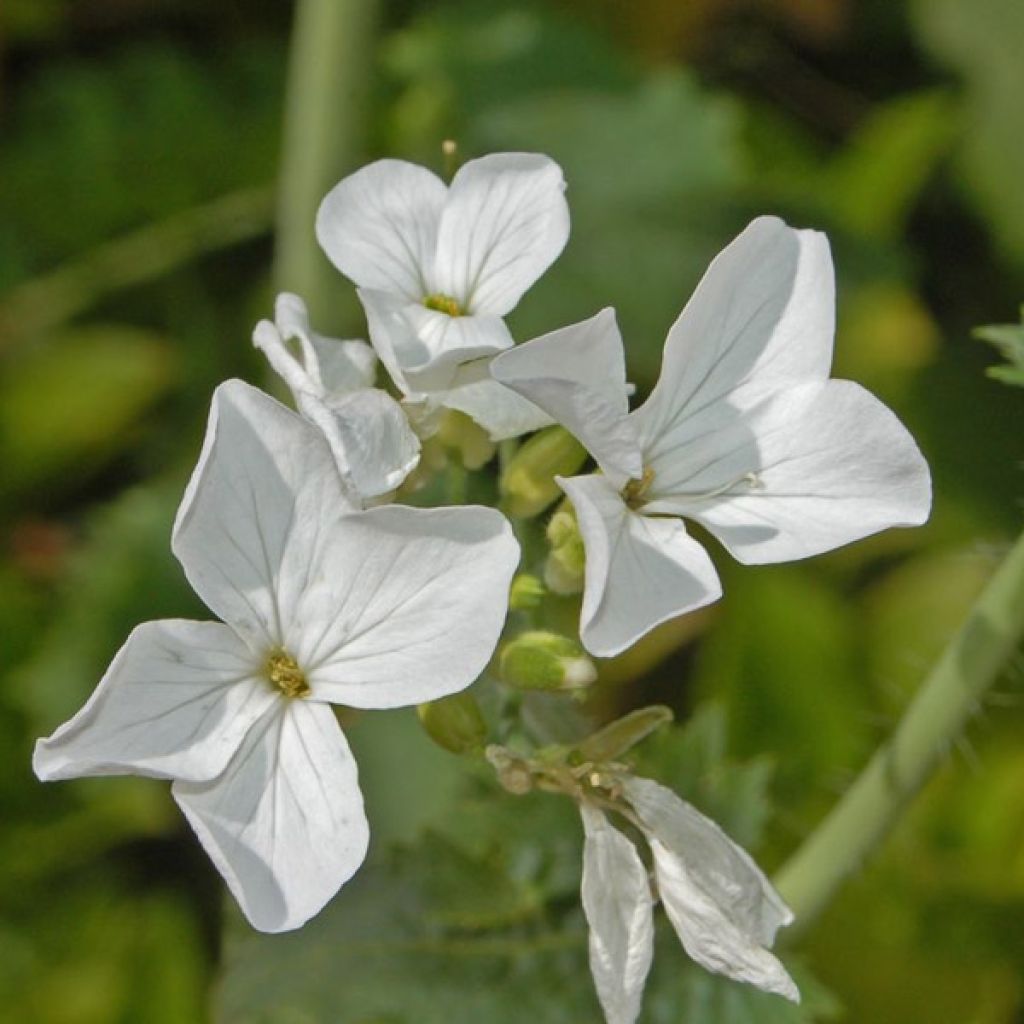 Lunaire, Monnaie du Pape blanche - Lunaria annua Alba