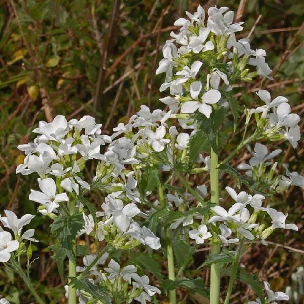 Lunaire, Monnaie du Pape blanche - Lunaria annua Alba