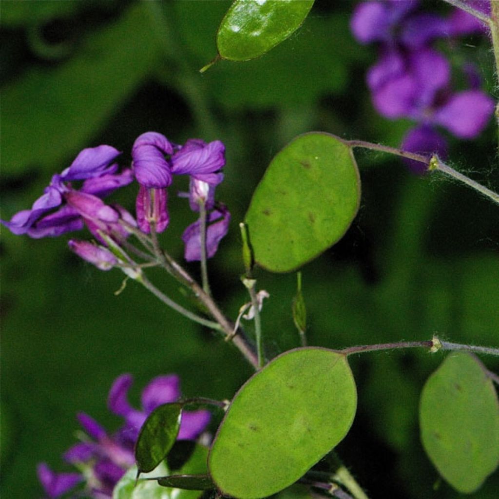 Lunaire, Monnaie du Pape - Lunaria annua