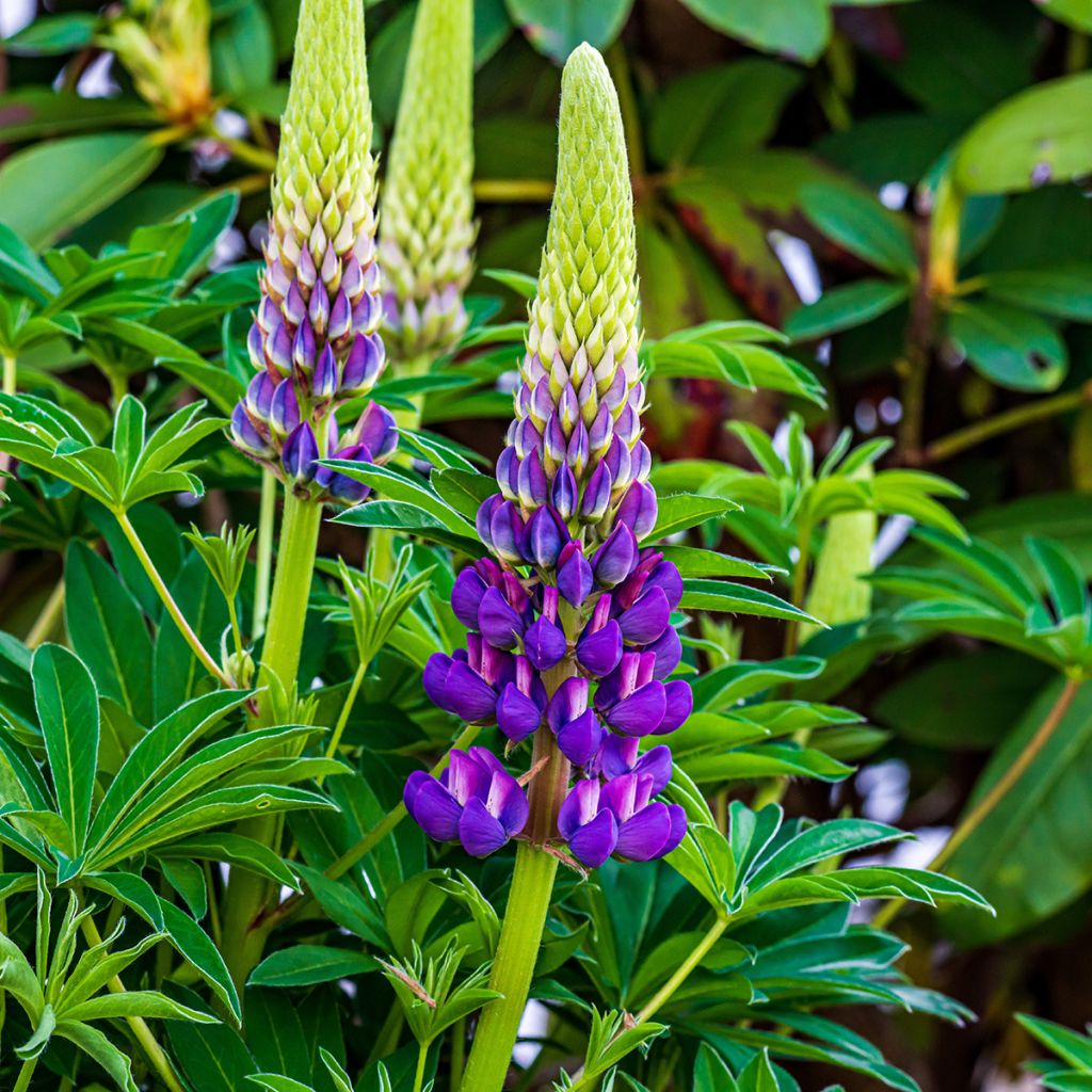 Lupinus Gallery Blue - Lupino