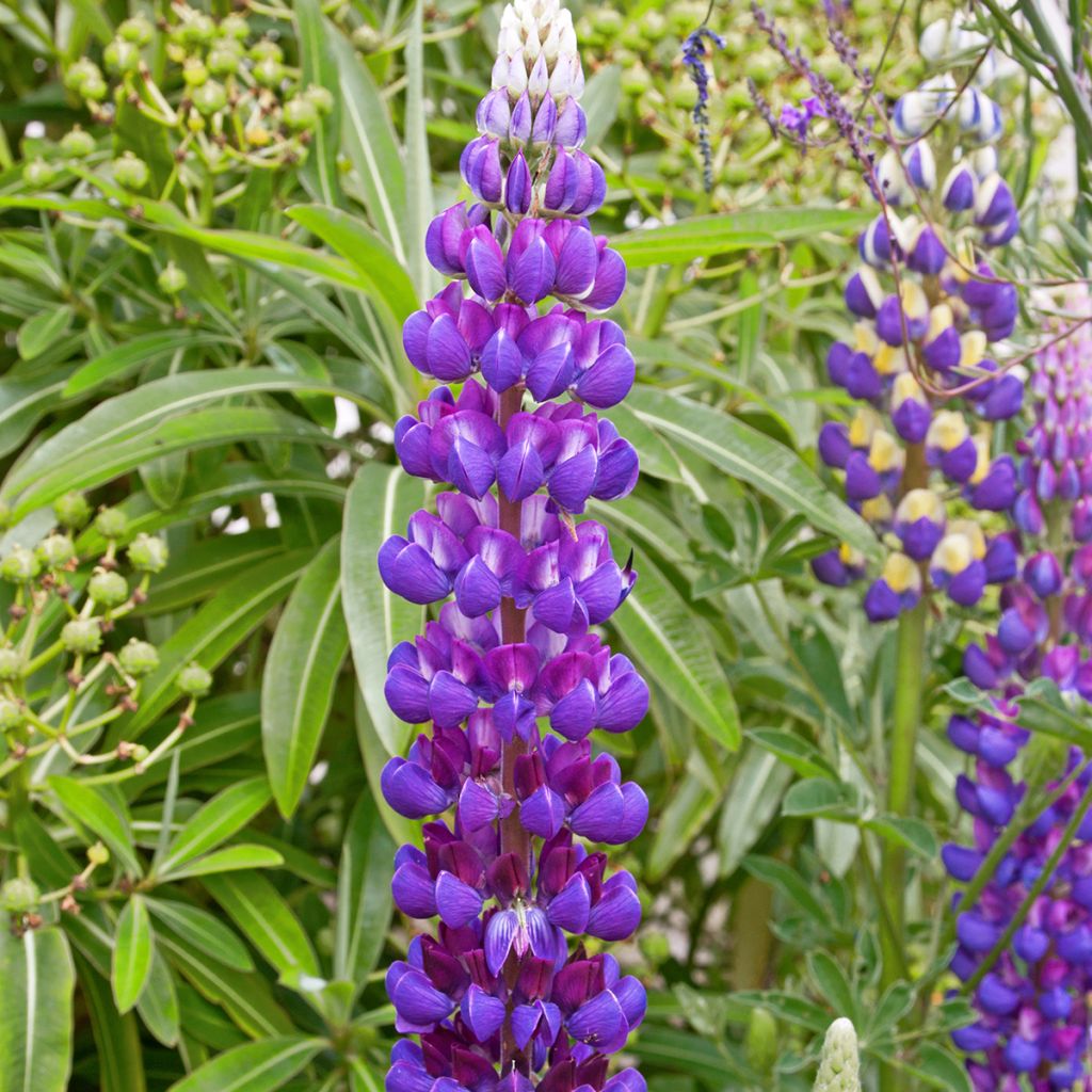 Lupinus Gallery Blue - Lupino