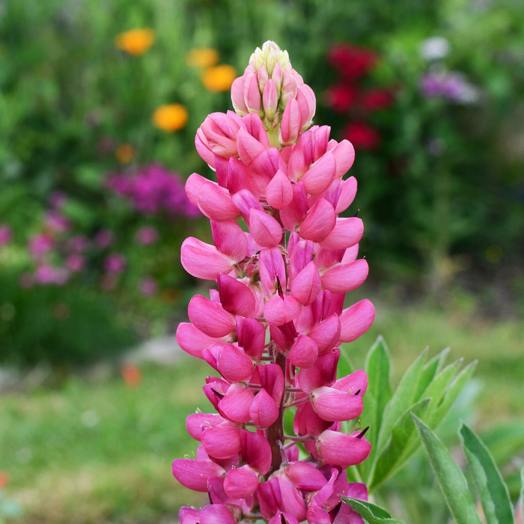 Lupinus Gallery Pink - Lupino