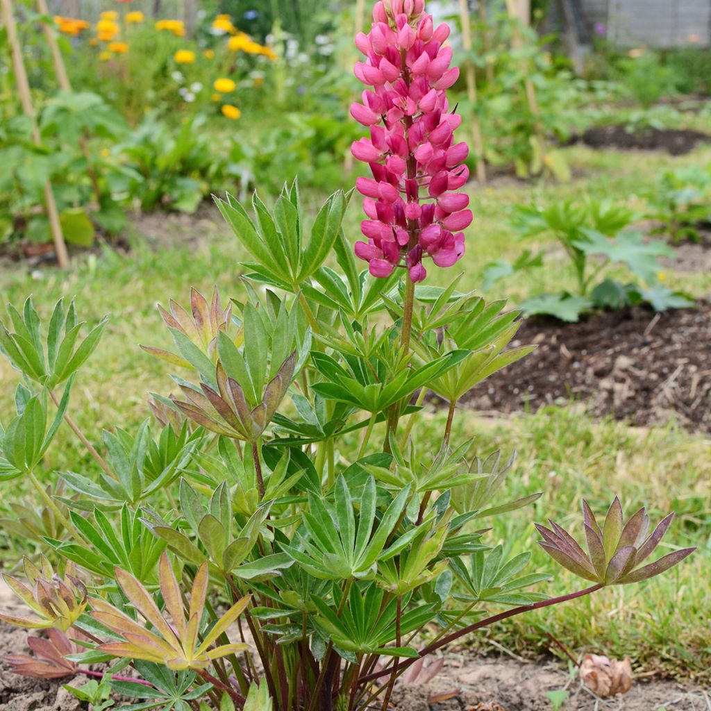 Lupinus Gallery Pink - Lupino