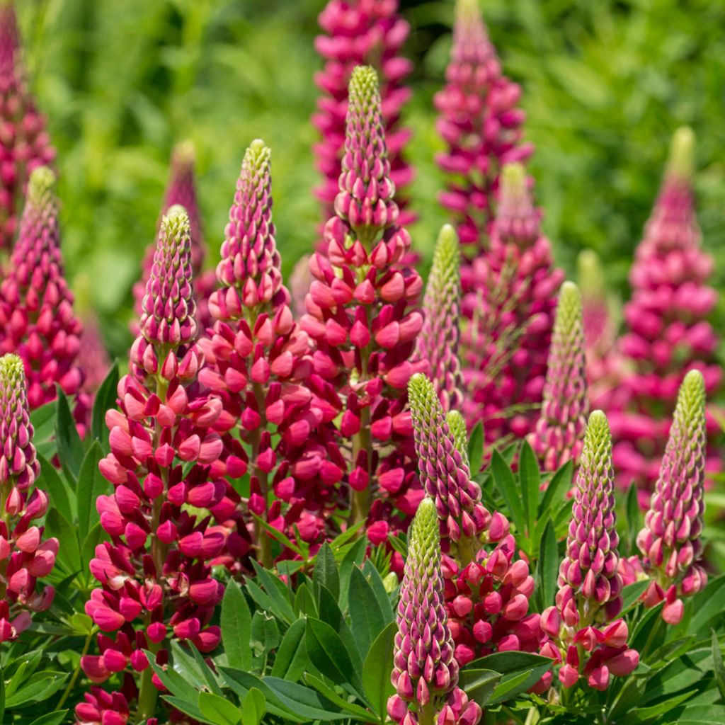 Lupinus Gallery Red - Lupino