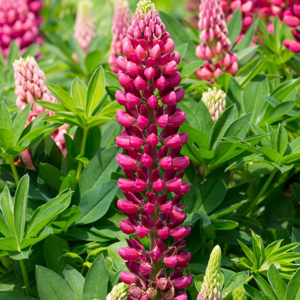 Lupinus Gallery Red - Lupino