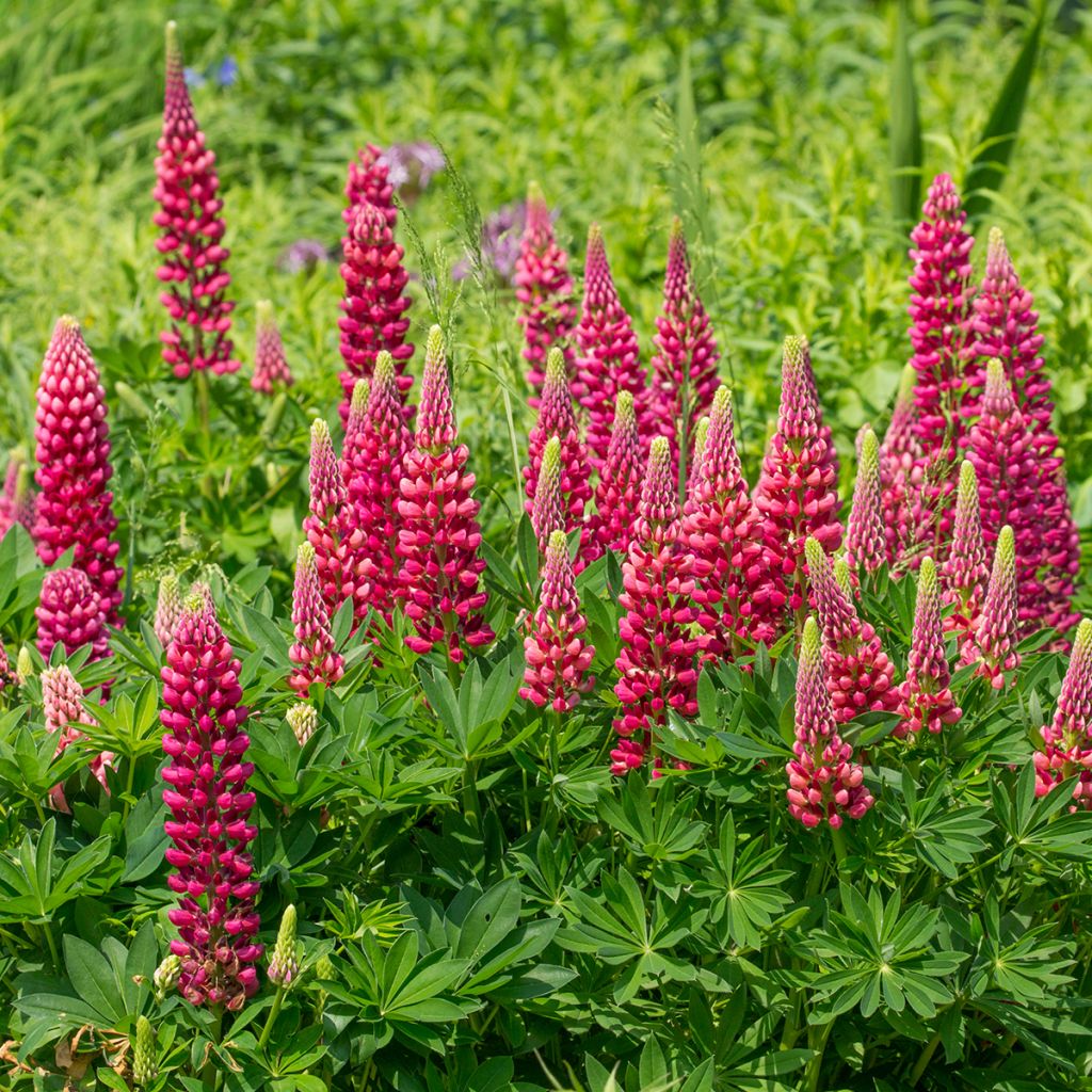 Lupinus Gallery Red - Lupino