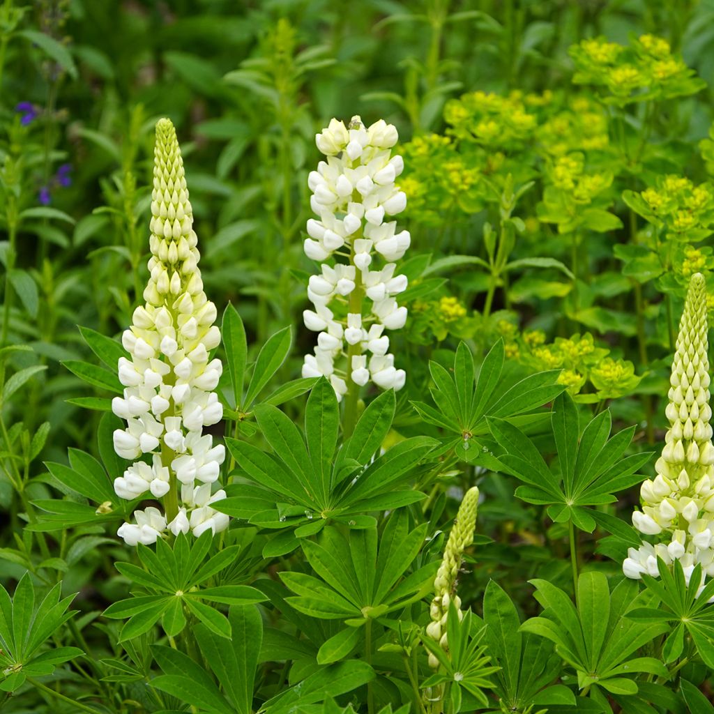 Lupinus Gallery White - Lupino