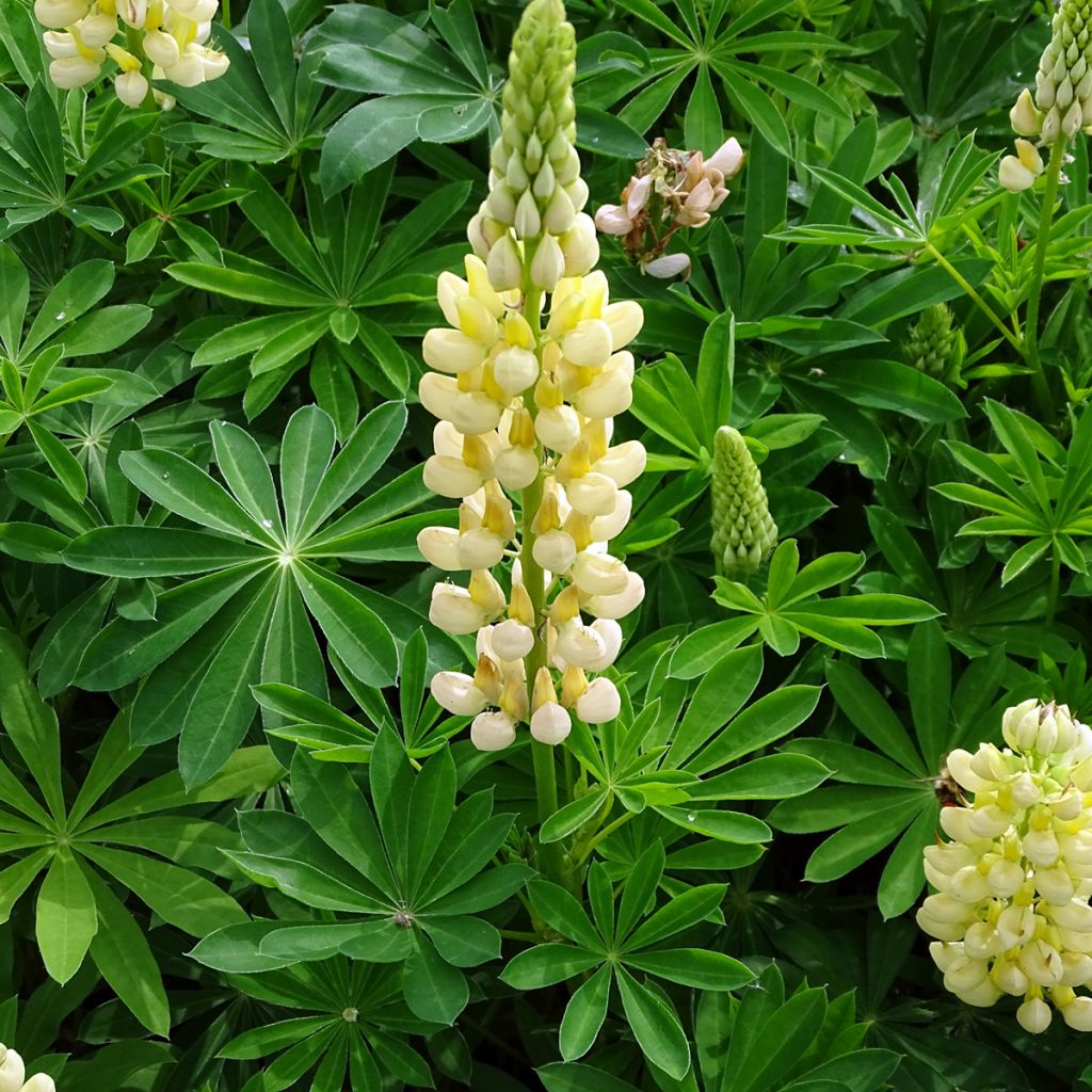 Lupin Gallery Yellow