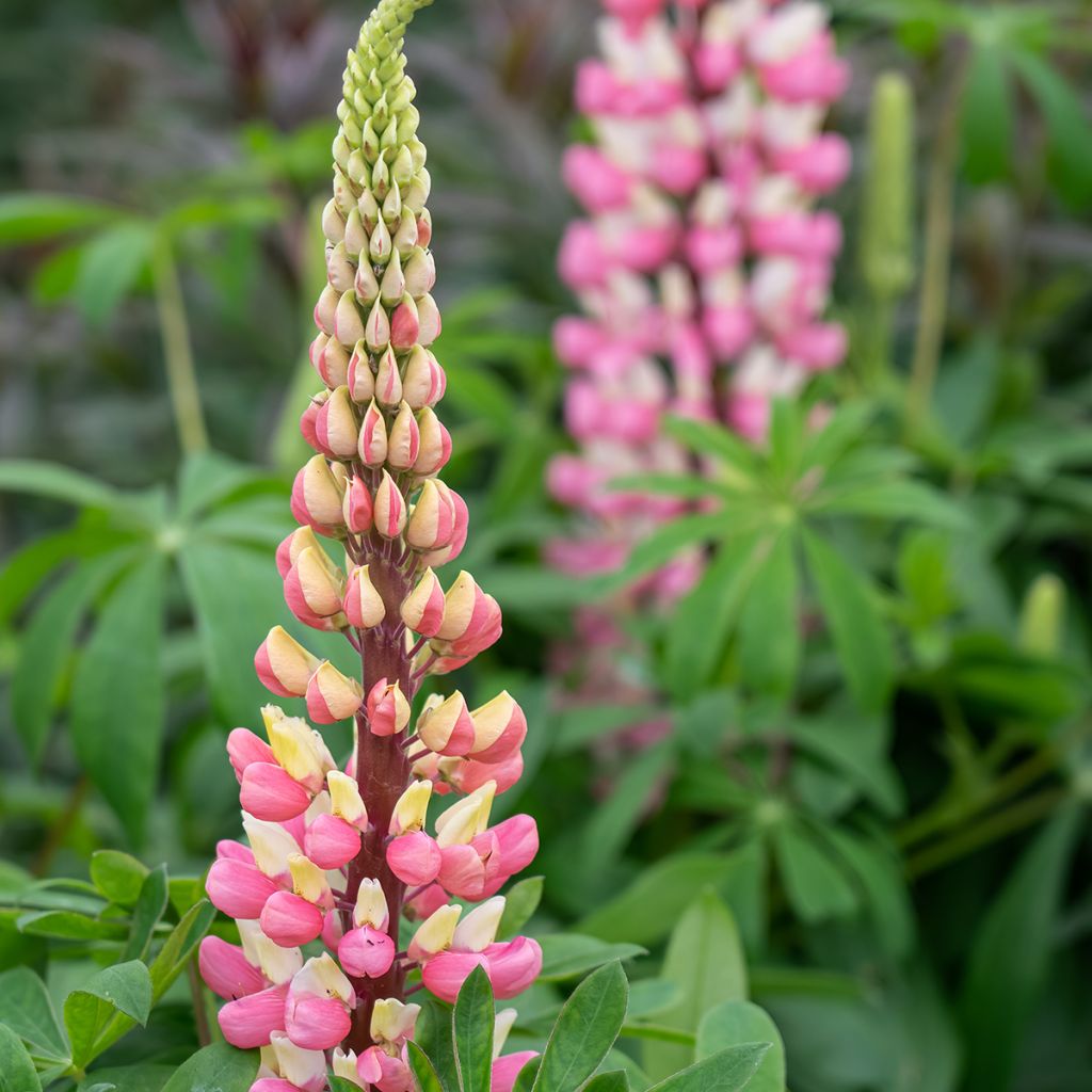 Lupinus The Châtelaine - Lupino