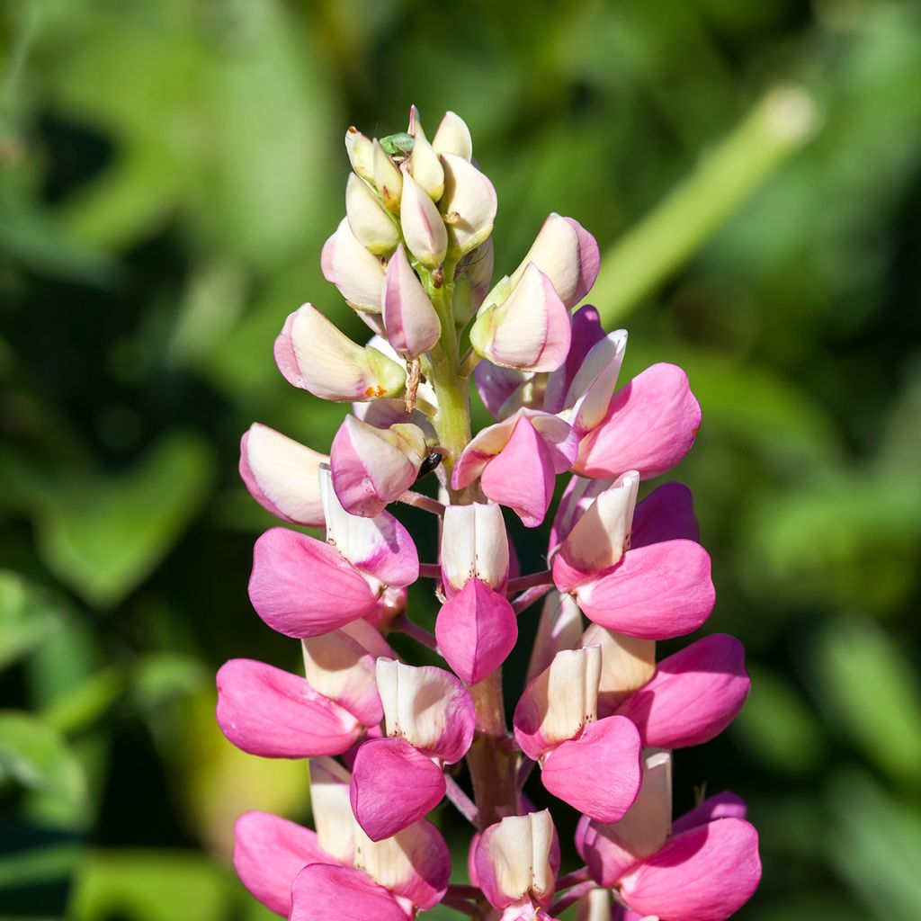 Lupinus The Châtelaine - Lupino