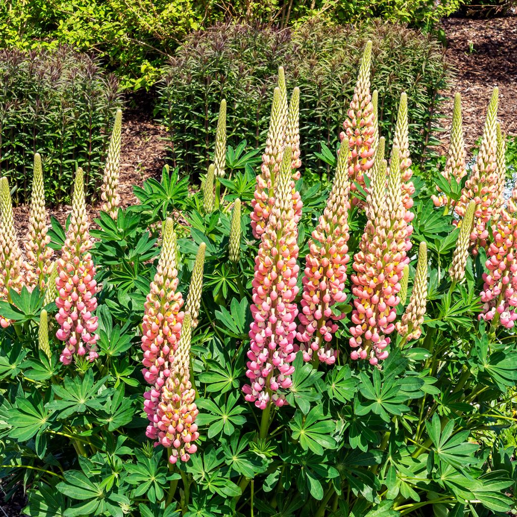 Lupinus The Châtelaine - Lupino