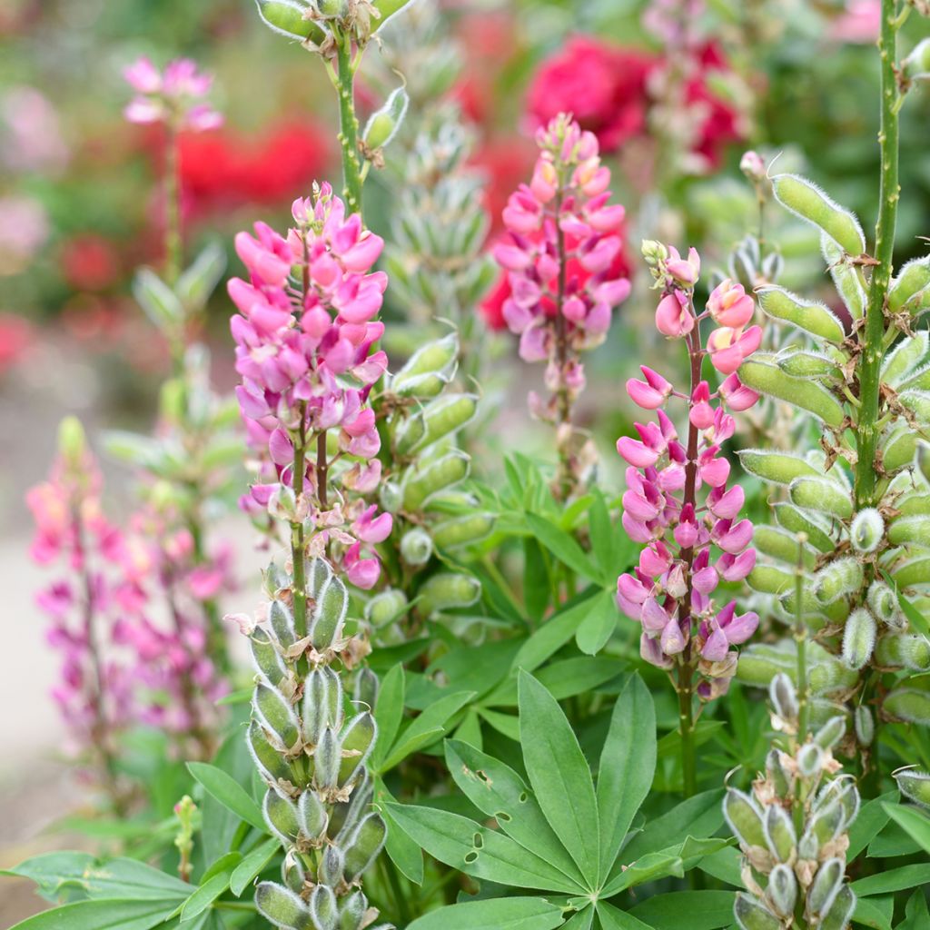 Lupinus The Châtelaine - Lupino