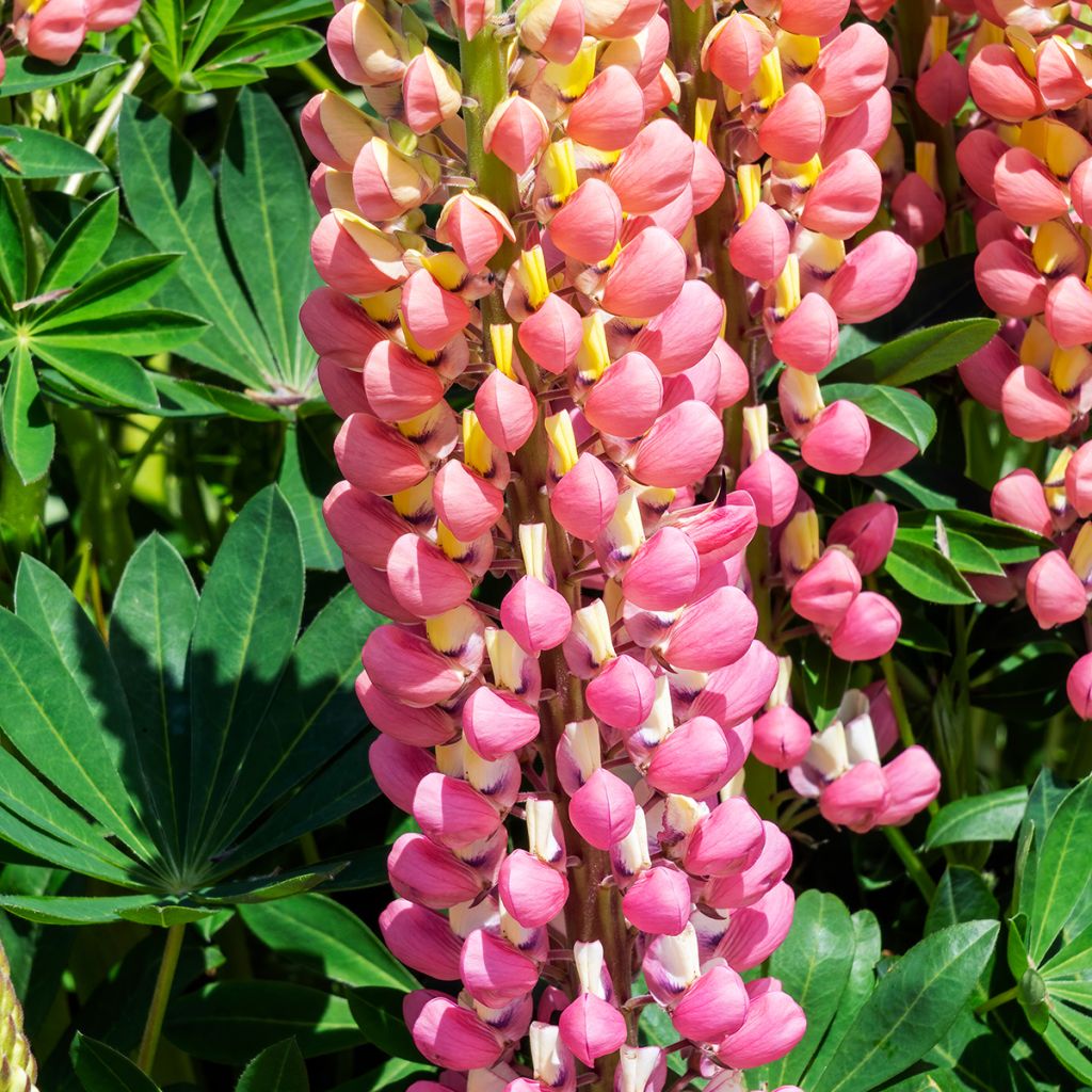 Lupinus The Châtelaine - Lupino