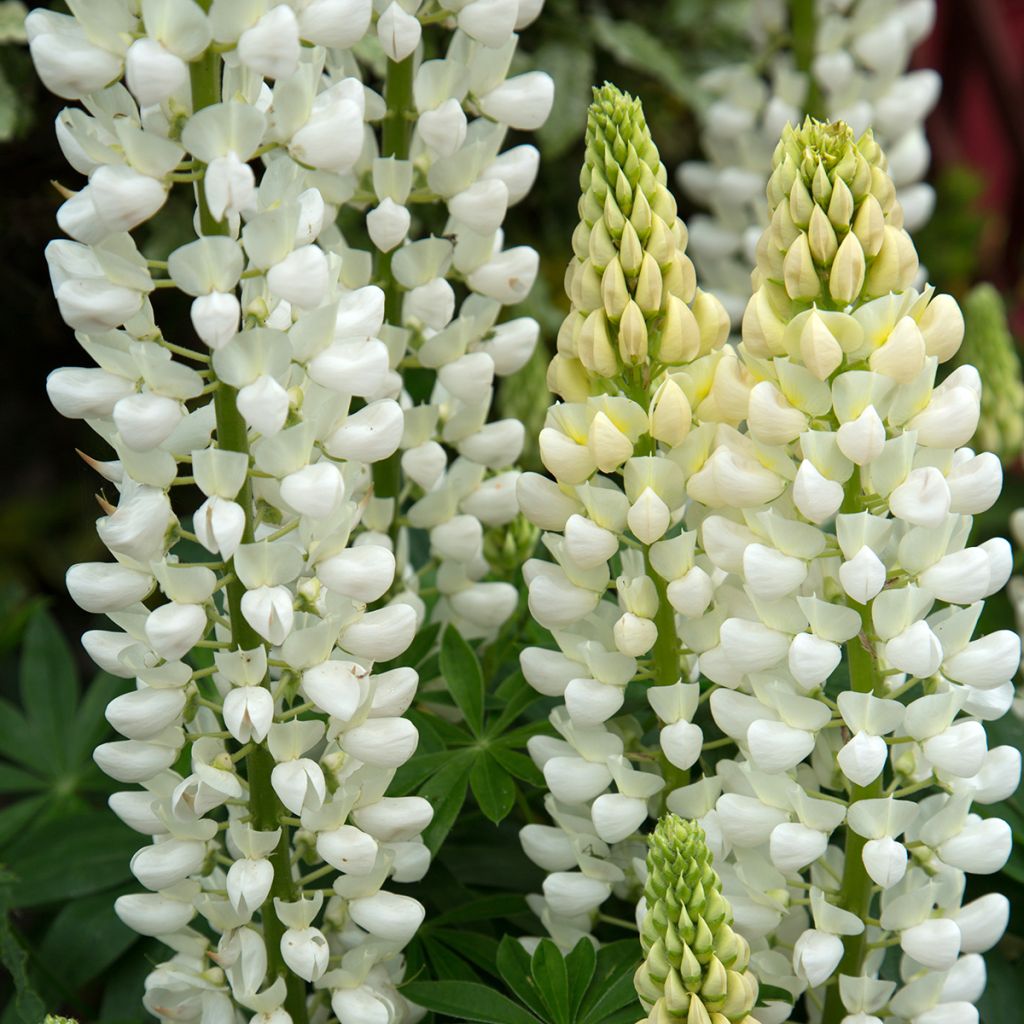 Lupinus Noblemaiden - Lupino