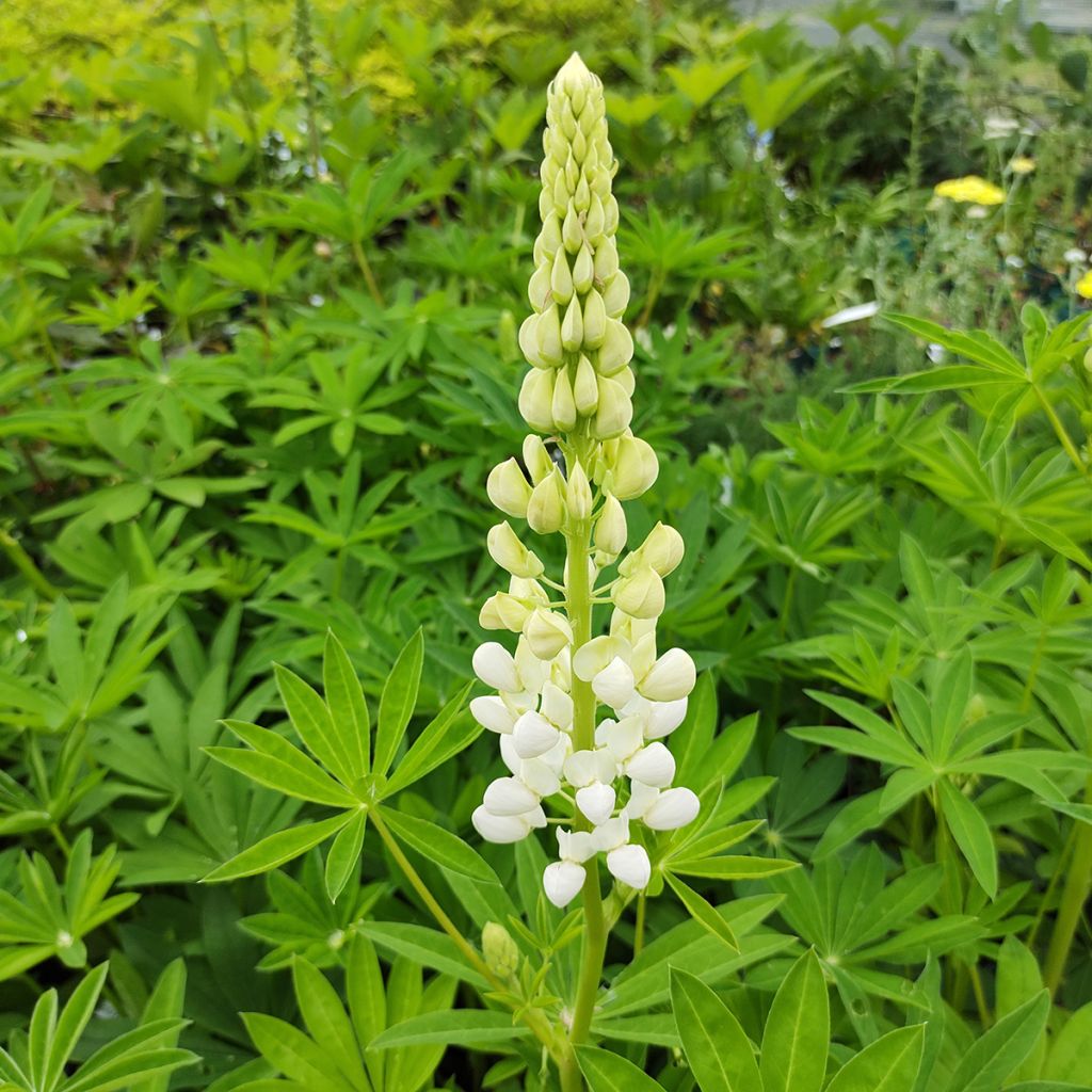 Lupinus Noblemaiden - Lupino