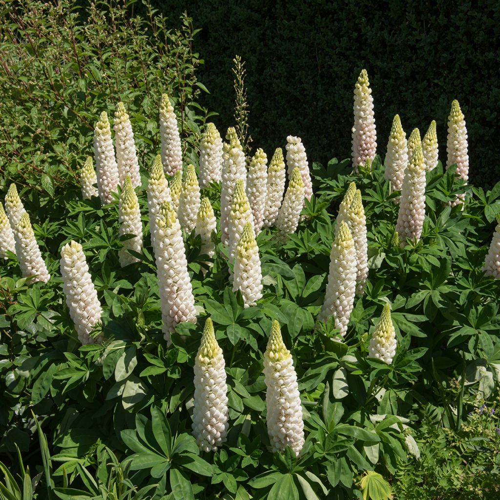 Lupinus Noblemaiden - Lupino