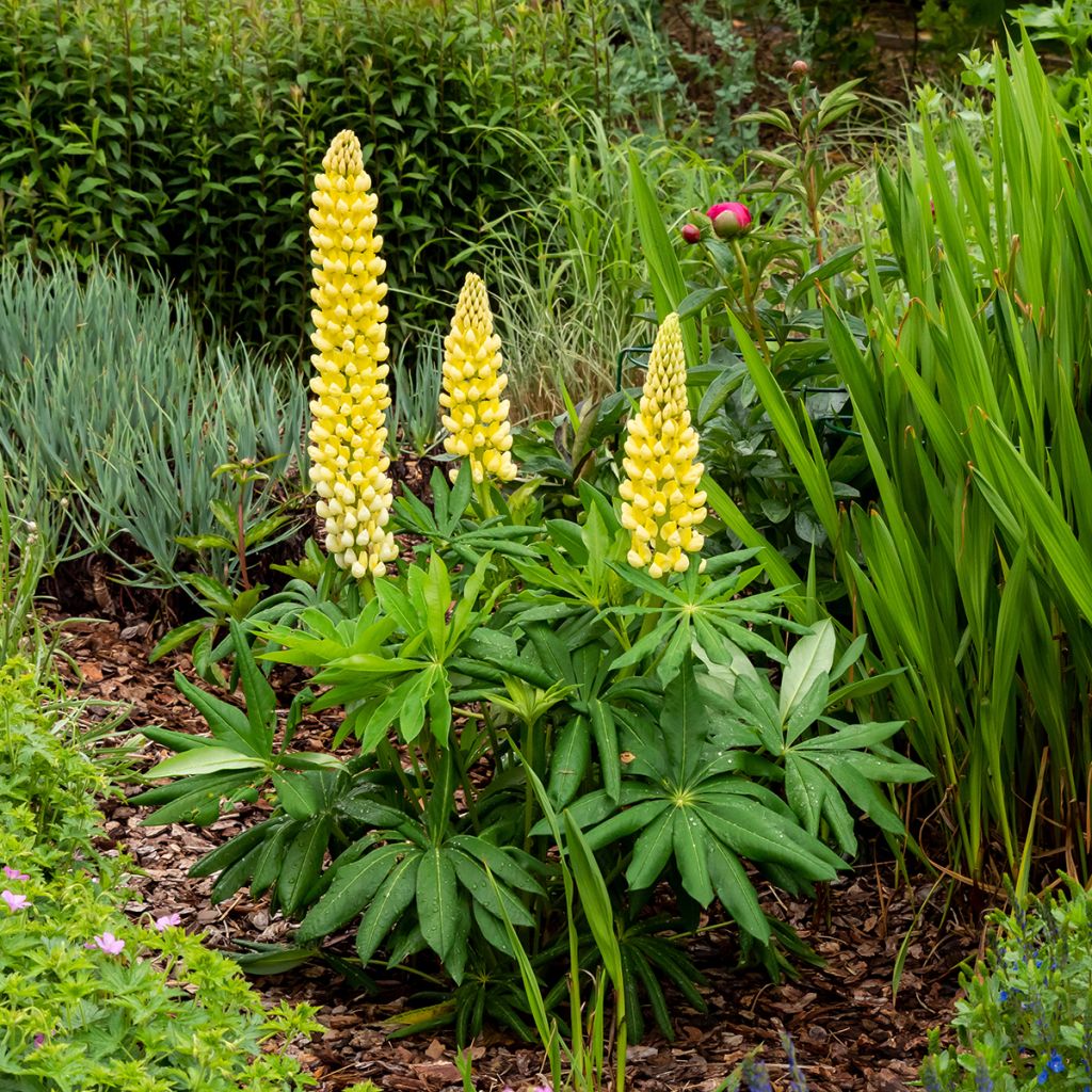 Lupinus Chandelier - Lupino