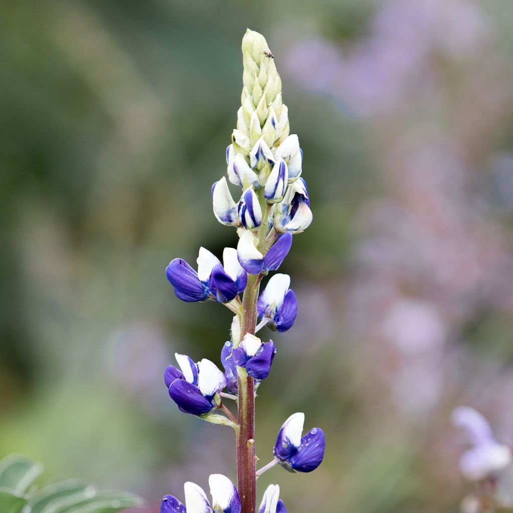 Lupinus The Governor - Lupino