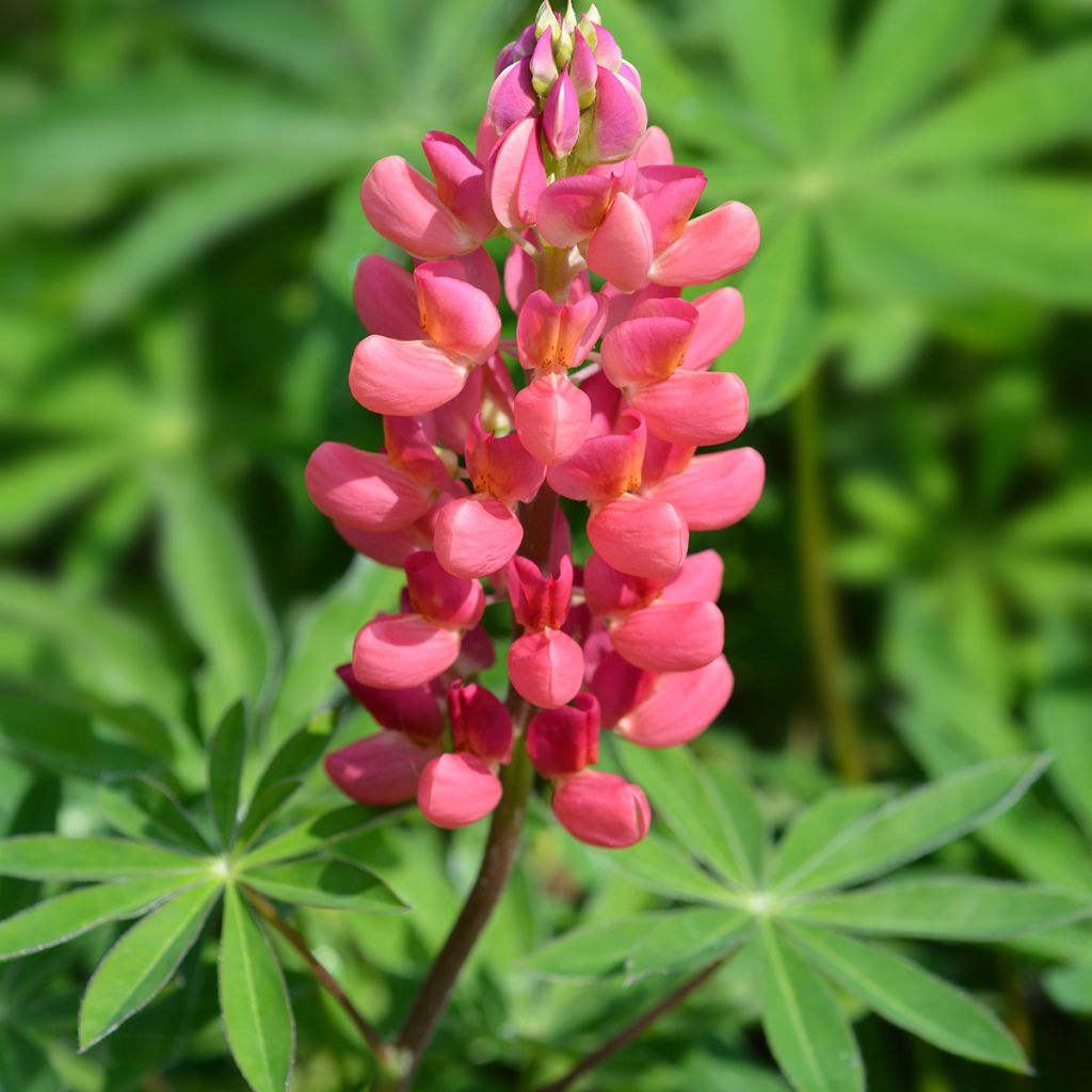 Lupinus My Castle - Lupino