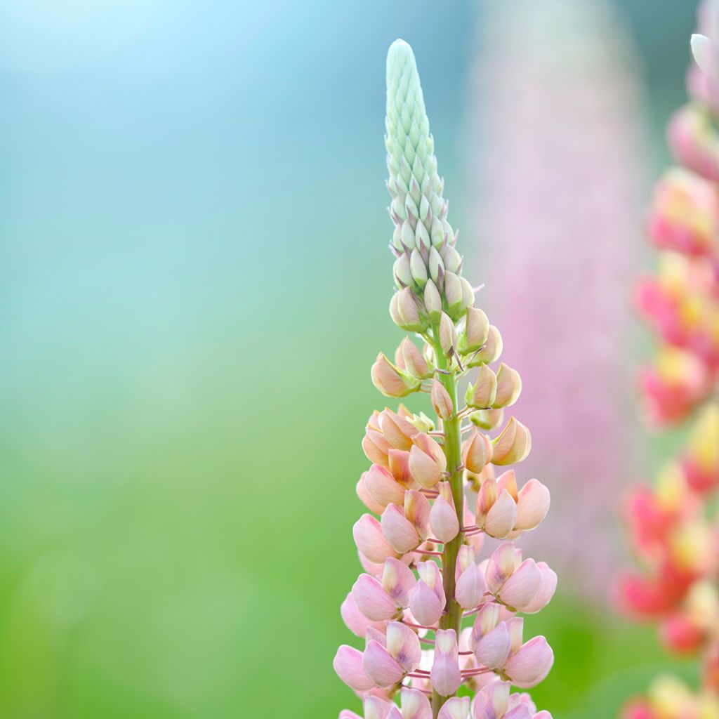 Lupinus West Country Blossom - Lupino