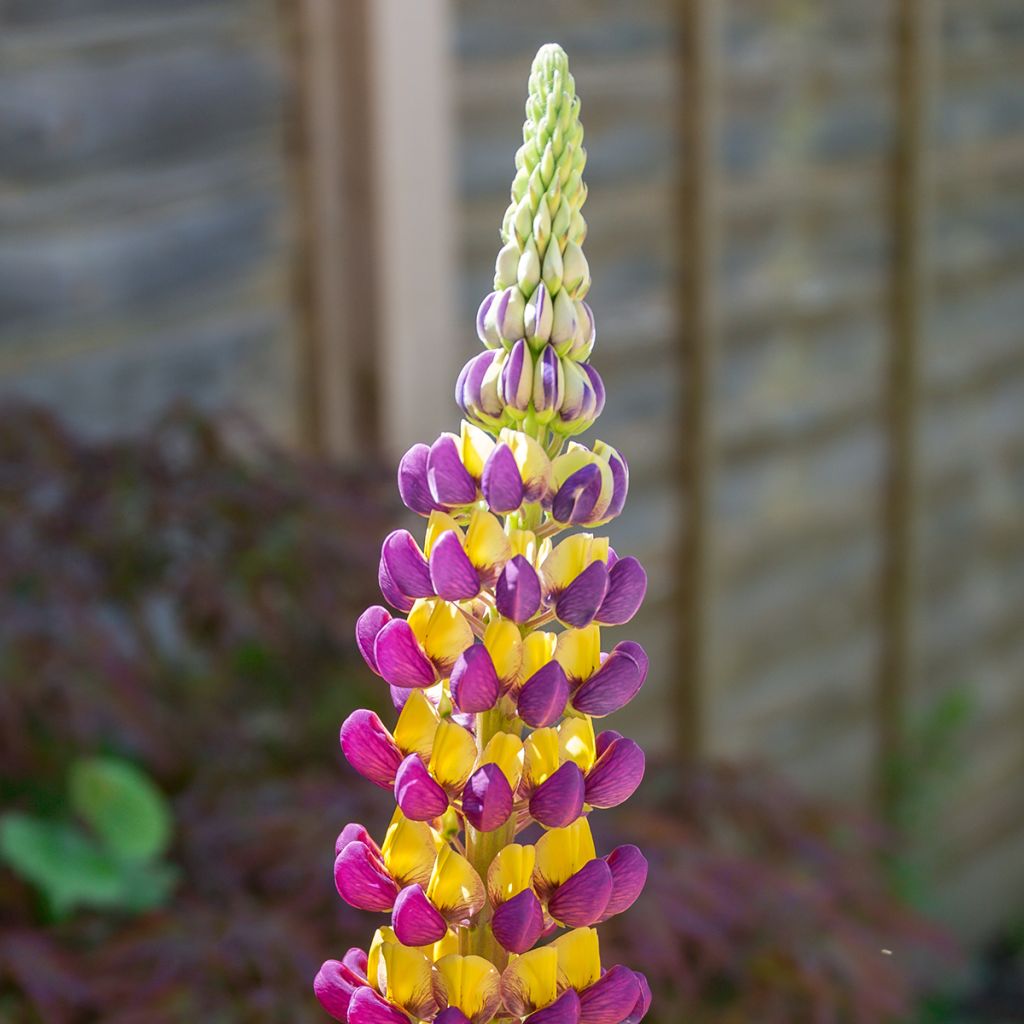 Lupinus West Country Manhattan Lights - Lupino