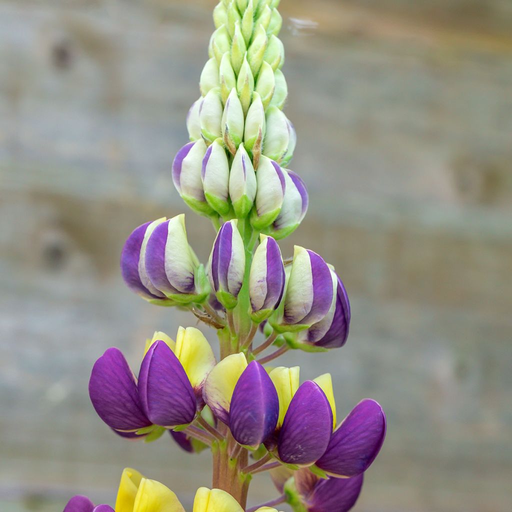 Lupinus West Country Manhattan Lights - Lupino