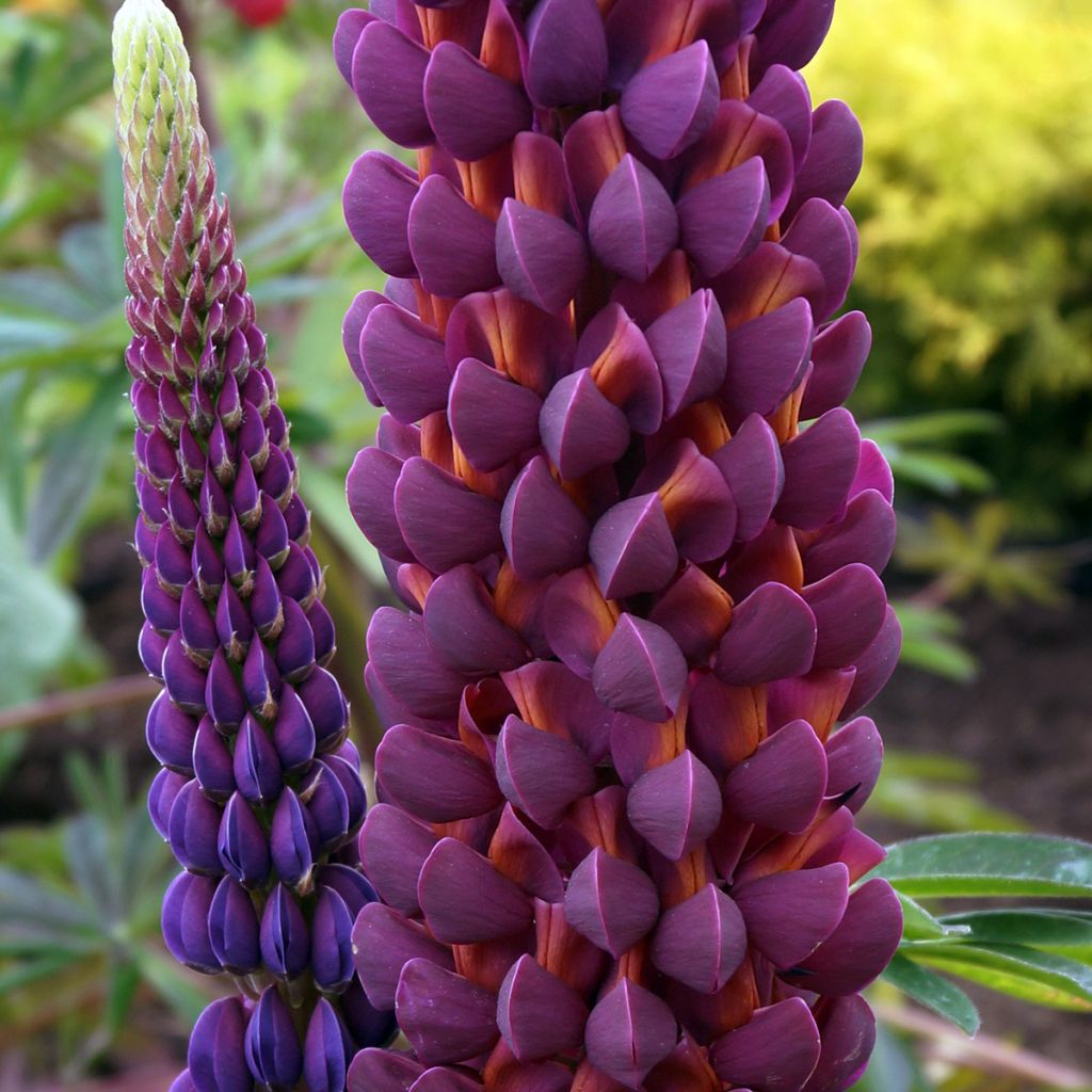 Lupinus Masterpiece - Lupino