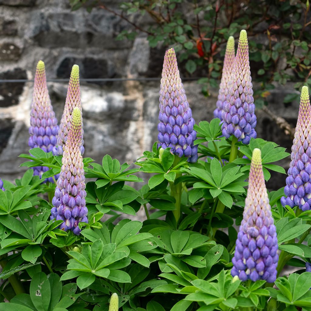 Lupinus West Country Persian Slipper - Lupino