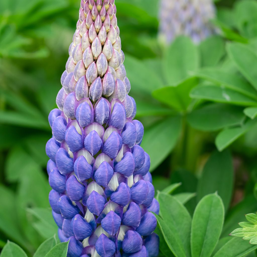 Lupinus West Country Persian Slipper - Lupino