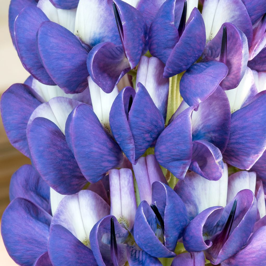 Lupinus West Country Persian Slipper - Lupino