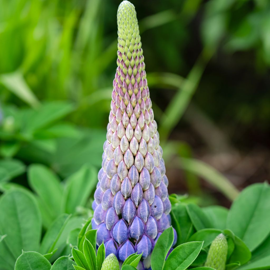 Lupinus West Country Persian Slipper - Lupino