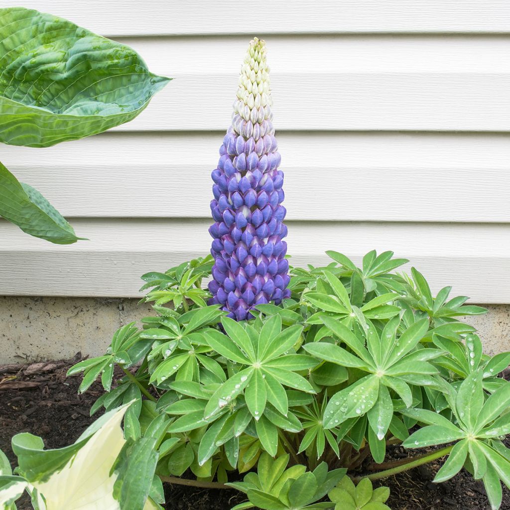 Lupinus West Country Persian Slipper - Lupino