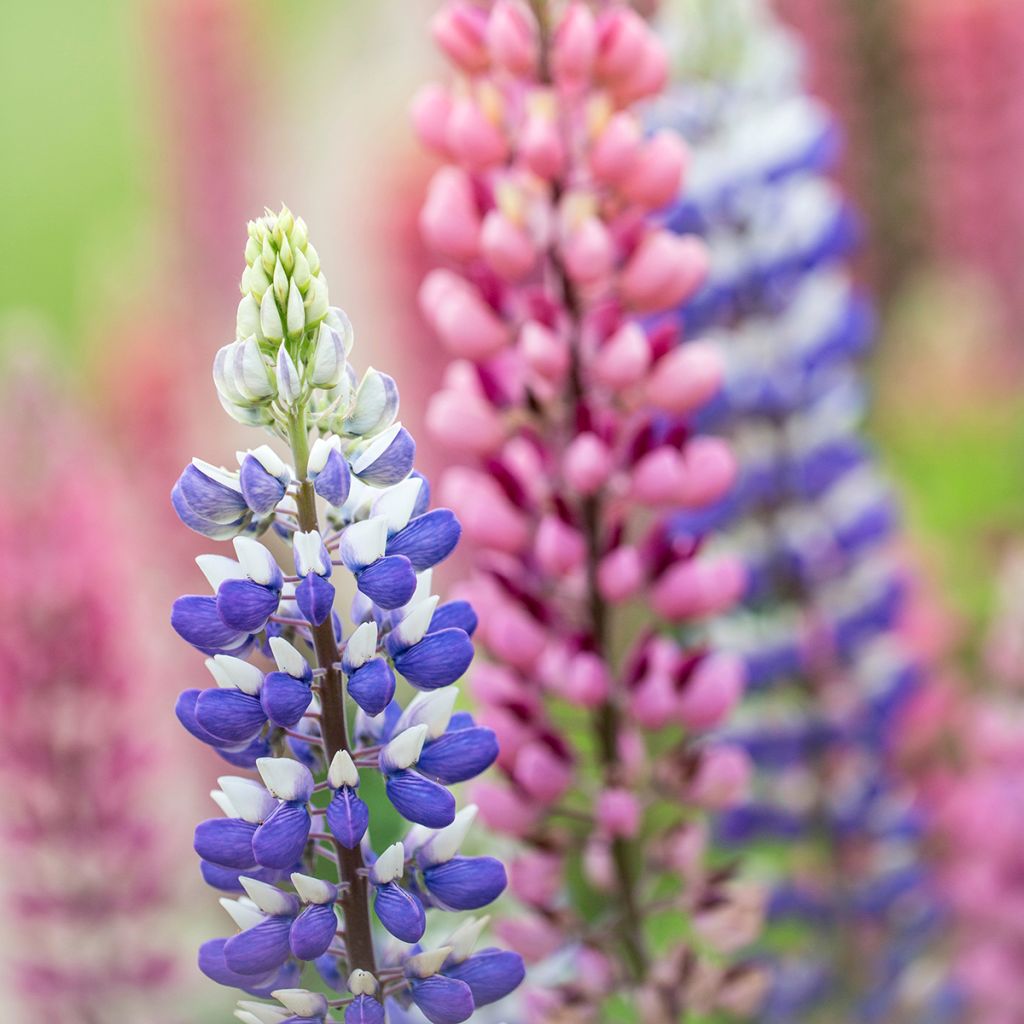 Lupinus West Country Persian Slipper - Lupino