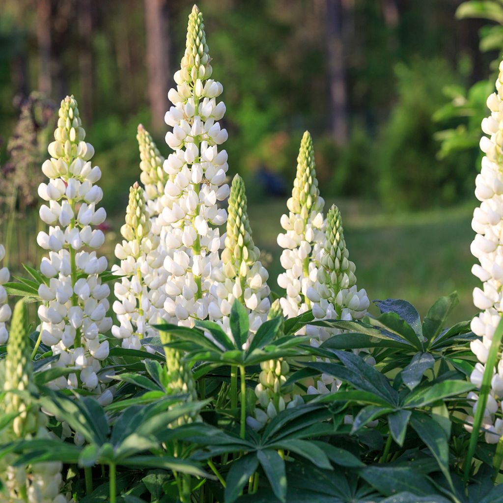 Lupinus West Country Polar Princess - Lupino