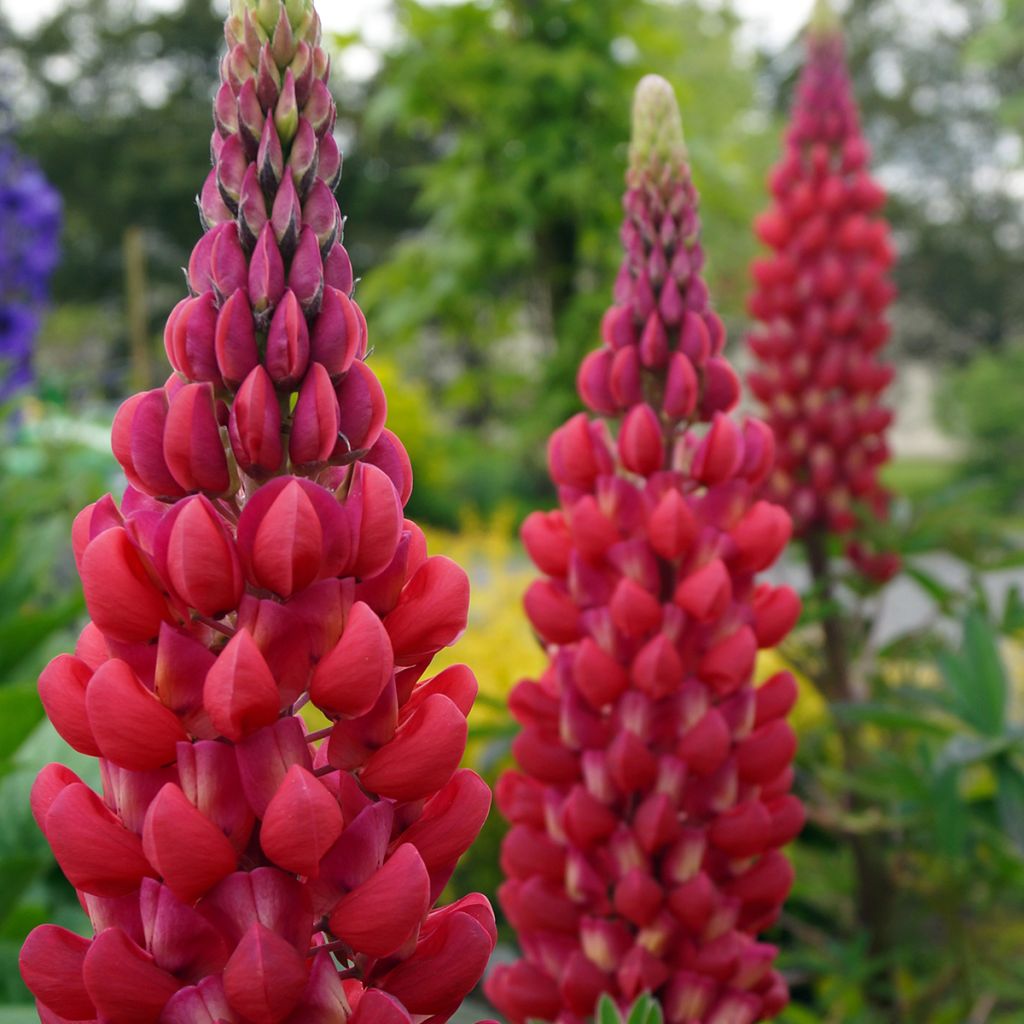 Lupinus West Country Red Rum - Lupino