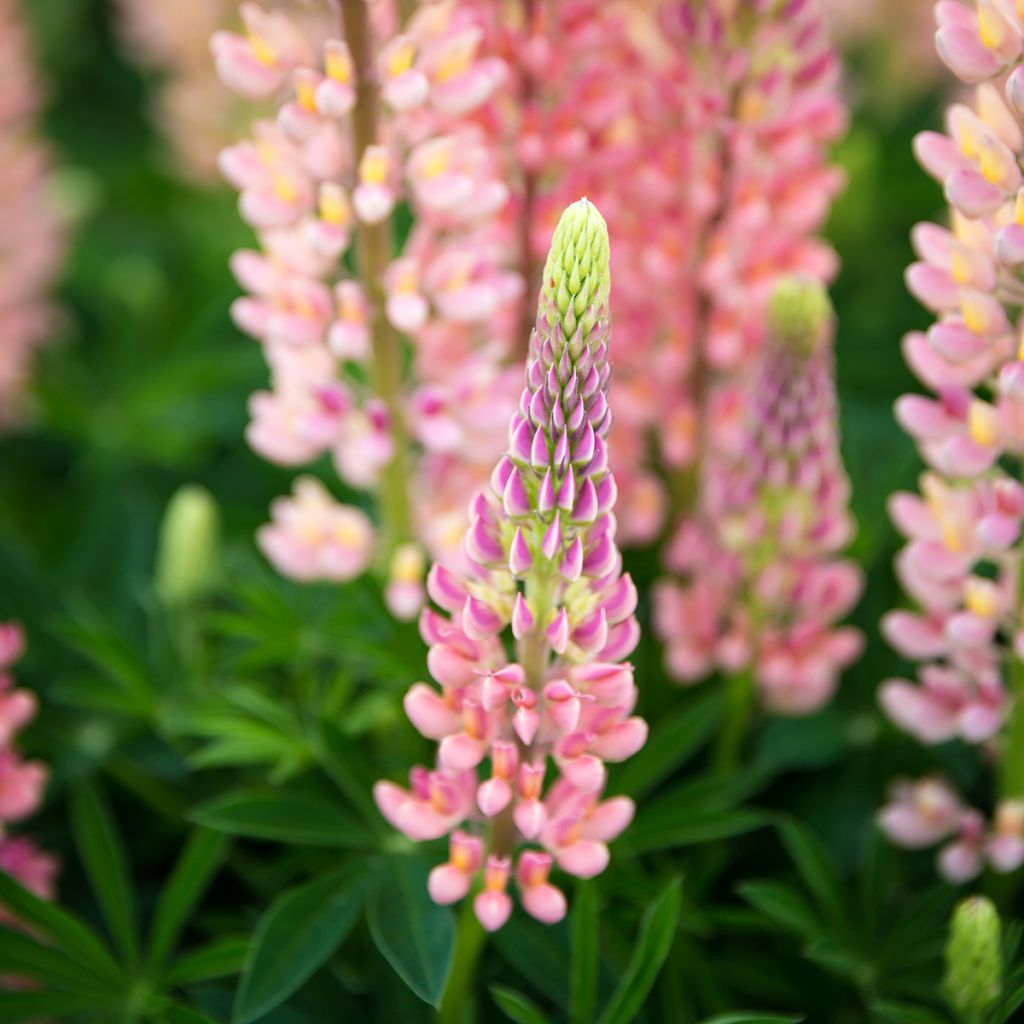 Lupinus West Country Salmon Star - Lupino