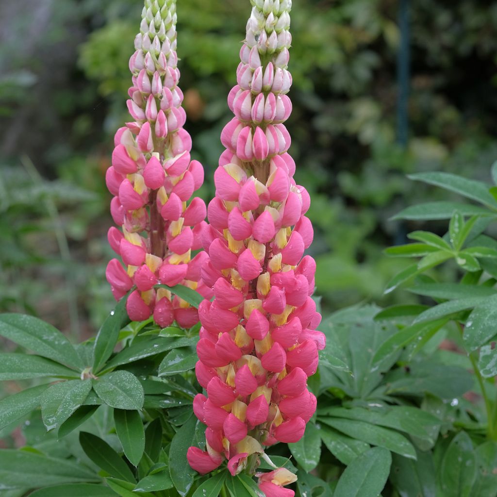 Lupinus West Country Tequila Flame - Lupino