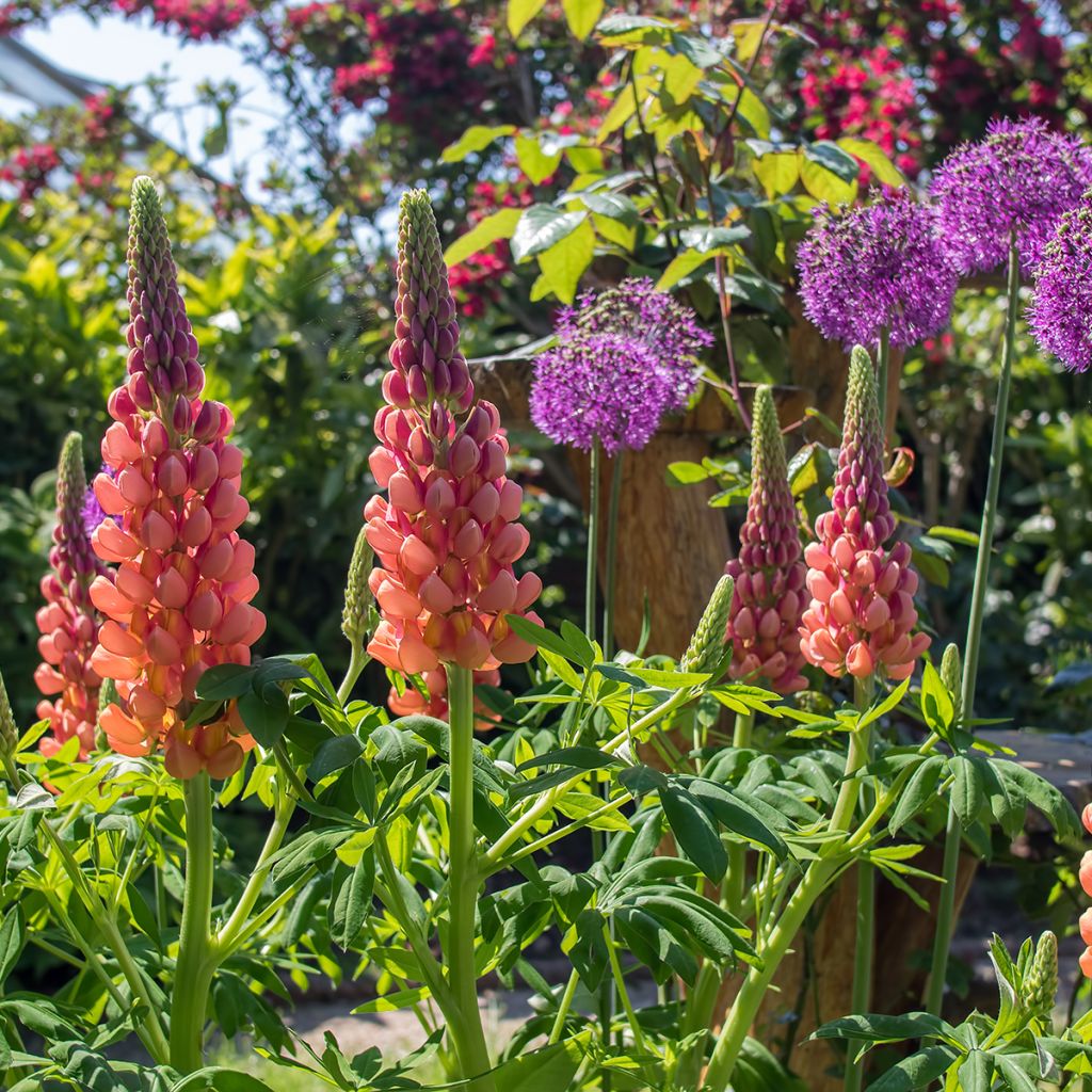 Lupinus West Country Terracotta - Lupino