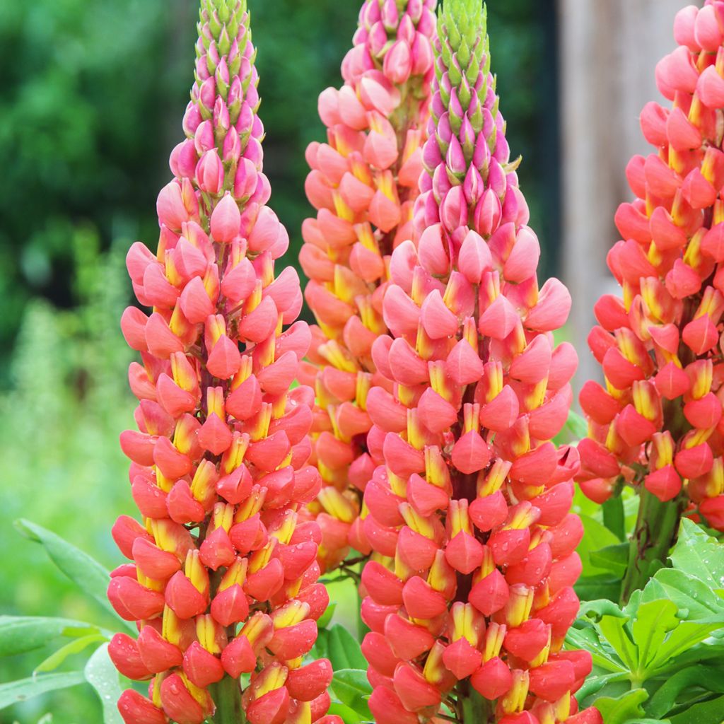 Lupinus West Country Terracotta - Lupino