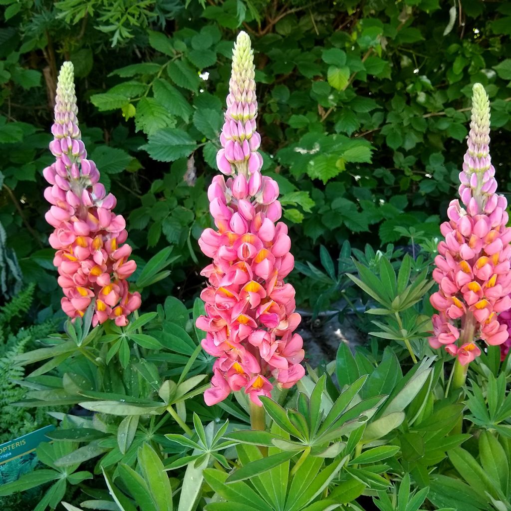 Lupinus West Country Terracotta - Lupino