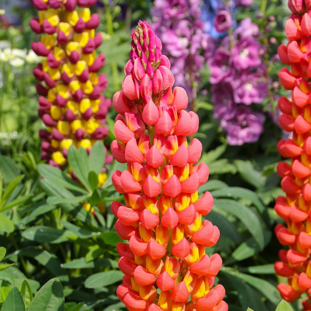 Lupinus West Country Towering Inferno - Lupino