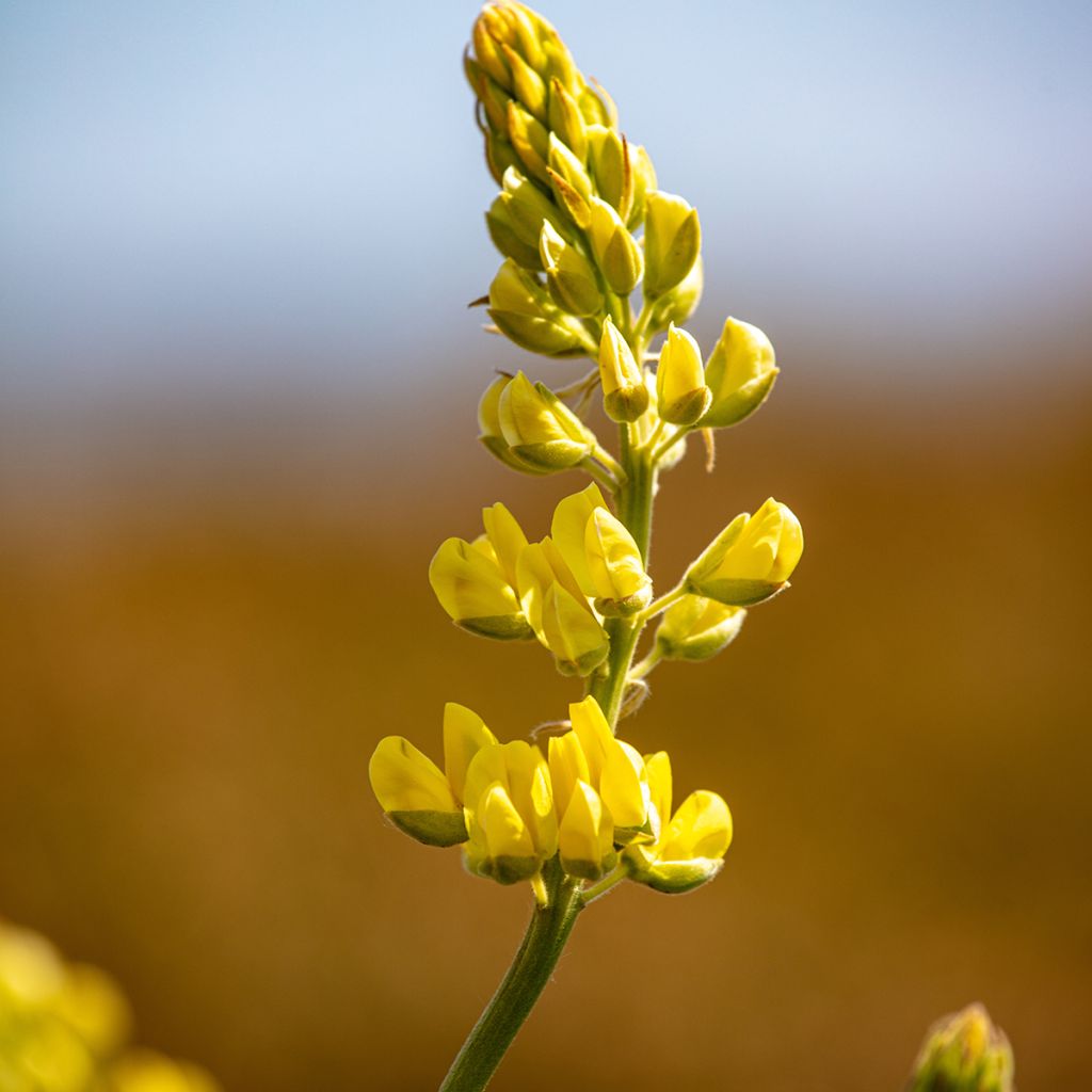 Lupinus arboreus - Lupino